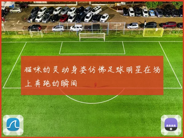 猫咪的灵动身姿仿佛足球明星在场上奔跑的瞬间